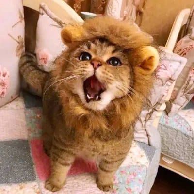 Nguyễn Văn Cường avatar